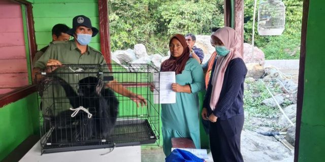 Enam Bulan Dipelihara, Warga Bandar Baru Serahkan Siamang ke BKSDA Sumut Enam Bulan Dipelihara, Warga Bandar Baru Serahkan Siamang ke BKSDA Sumut