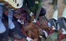 Satu Individu Orangutan yang Berkeliaran di Perkebunan PT PISS Berhasil Diselamatkan