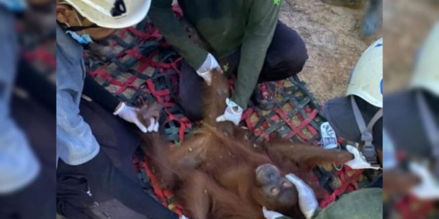 Satu Individu Orangutan yang Berkeliaran di Perkebunan PT PISS Berhasil Diselamatkan