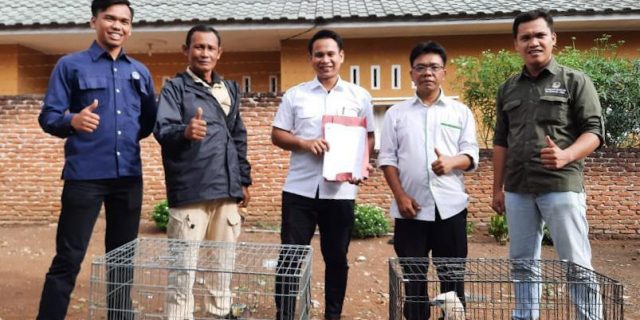BKSDA Sumut Terima 2 Ekor Elang dari Warga Padangsidimpuan