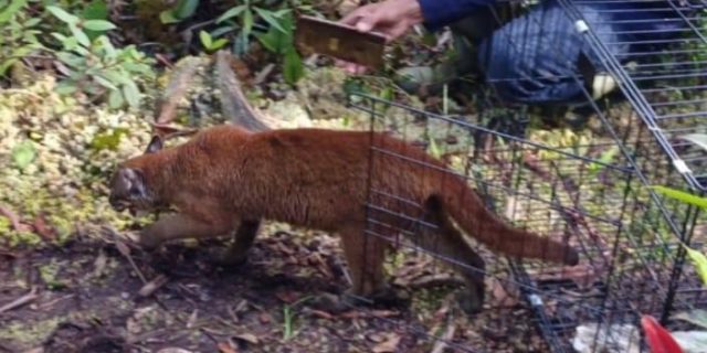 BKSDA Sumut Lepasliarkan Kukang, Kucing Emas dan Kucing Kuwuk ke TWA Sicike-cike