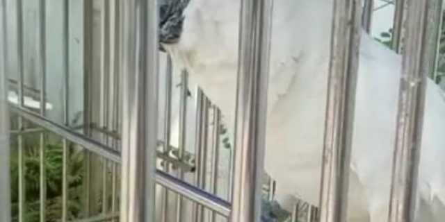 Polda Sumut Sita Burung Kakak Tua dari Rumah Bos Judi Online Cemara Asri