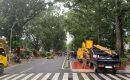 IRT di Medan Meninggal Usai Tertimpa Pohon