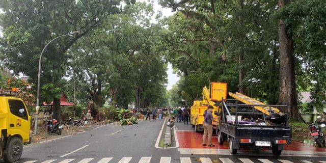 IRT di Medan Meninggal Usai Tertimpa Pohon