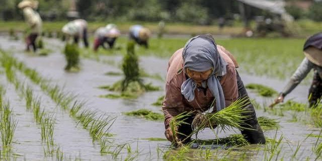 Perkuat Swasembada Pangan, Pemko Medan Terus Tingkatkan Kordinasi ke Beberapa Daerah