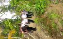 Walikota Gunungsitoli Tinjau Lokasi Longsor di Desa Lasara Sowu