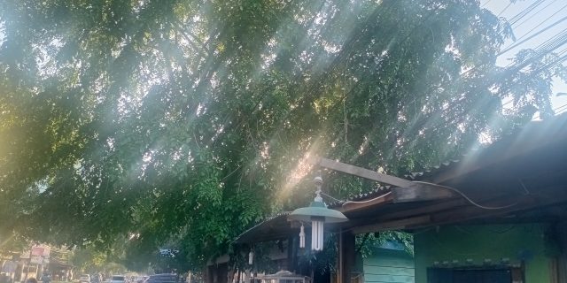 Terlihat Membahayakan Warga, Diminta Pemko Medan Pangkas Pohon di Jalan Pabrik Tenun