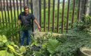 Diduga Usahanya Dirusak Massa Ormas, Ucok Pengusaha Bonsai Minta Keadilan