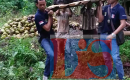 Pelaku Penikaman Terhadap Matatiani Zai Ditangkap Polsek Lahewa