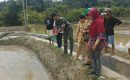 Babinsa Dampingi Petani Disawah