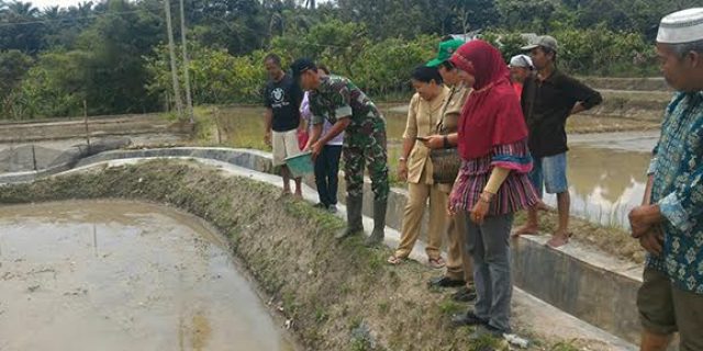 Babinsa Dampingi Petani Disawah