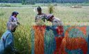 Babinsa Koramil Buntu Bantu Petani Panen Padi