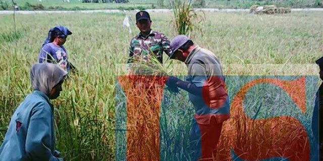 Babinsa Koramil Buntu Bantu Petani Panen Padi