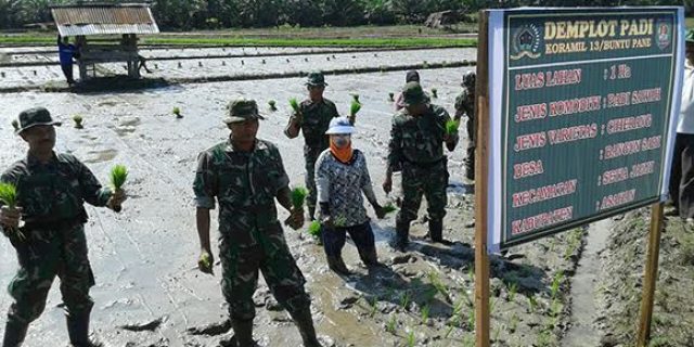 Babinsa Koramil 13/Buntu Pane Laksanakan Kegiatan Tanam Padi