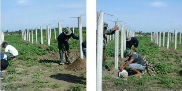 Babinsa Koramil 02 Kutalimbaru Dampingi Petani Tanam Buah Naga