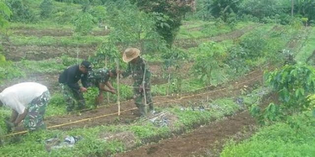 Babinsa Sibolangit Bantu Petani Merawat Tanaman Cabe