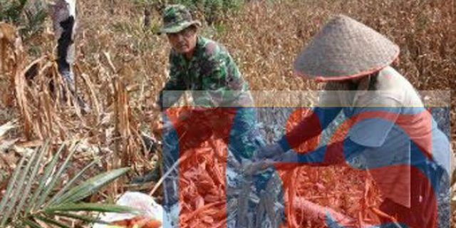 Babinsa Bandar Pulau Panen Jagung Bersama Petani
