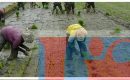 Babinsa Koramil 03/Lima Puluh Dampingi Petani Tanam Padi di Sawah