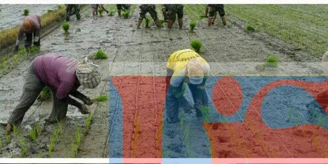 Babinsa Koramil 03/Lima Puluh Dampingi Petani Tanam Padi di Sawah