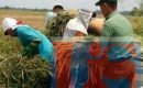 Babinsa Meranti Dampingi Warga Panen Padi
