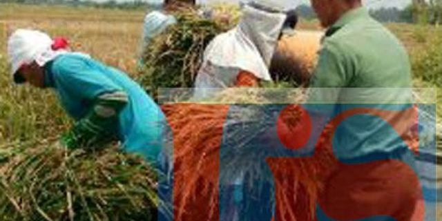 Babinsa Meranti Dampingi Warga Panen Padi