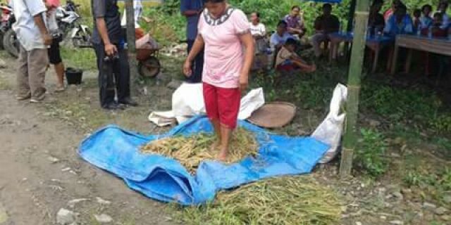 Pemerintah Kabupaten Nias Utara Laksanakan Panen Raya Penakaran Benih