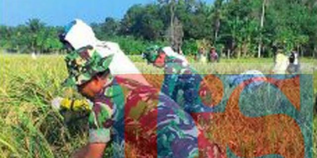 Babinsa Dampingi Kelompok Tani Panen Padi Bersama