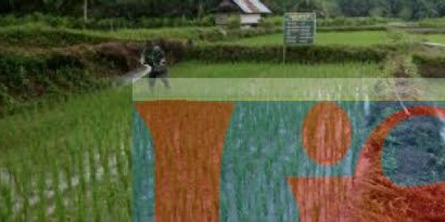Babinsa Koramil 17/ Sidamanik Gelar Kegiatan Memupuk Padi