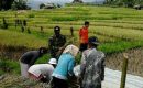 Babinsa Sibolangit Dampingi Petani Panen Padi