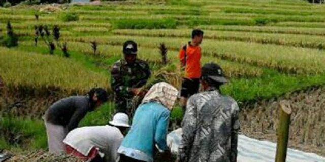 Babinsa Sibolangit Dampingi Petani Panen Padi